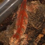 2 Shades of Red super stripe white base gargoyle gecko