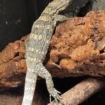 Male Sulfur Water Monitor-6666.jpeg