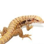 Albino Ultra Purple Tegu-ALBINO.jpg
