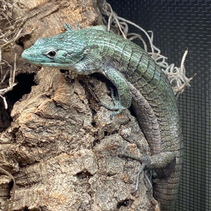 Abronia Smithi-Abronia-Smithi.jpeg