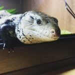 Adult Axanthic Halmahera Blue Tongue Skink-Adult-Axanthic-Halmahera-Blue-Tongue-Skink.jpeg