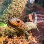 Adult Caiman Lizard-Adult-Caiman-Lizard-1.jpeg