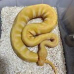 Albino Enchi ball python-Albino-Enchi-ball-python.jpeg