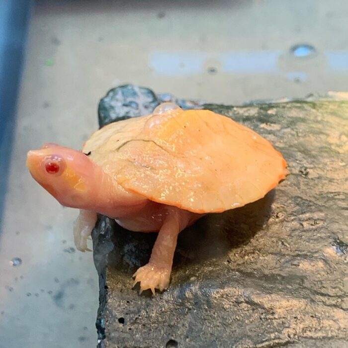 Albino Pink Belly Side Neck Turtles-Albino-Pink-Belly-Side-Neck-Turtles.jpeg