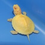 Albino Red Ear Slider-Albino-Red-Ear-Slider.jpg