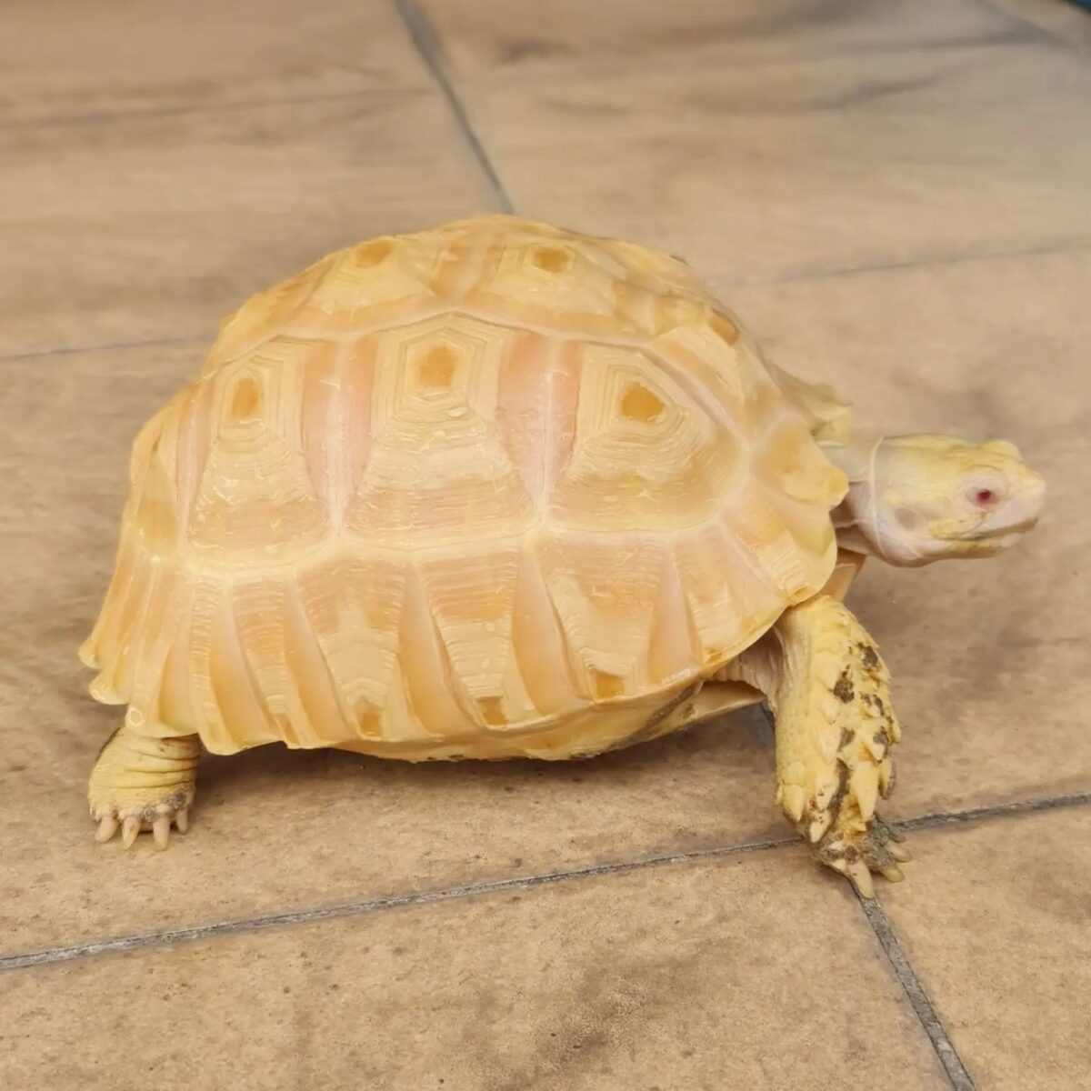 Albino African Sulcata Tortoise for sale