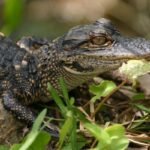 American Alligator-American-Alligator.jpg