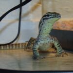 Argus Monitors-Argus-Monitors.jpeg