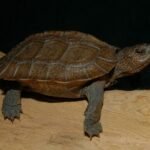 Asian Giant Wood Turtles
