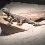 Baby Egyptian Uromastyx-Baby-Egyptian-Uromastyx.jpeg