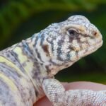 Baby Ornate Uromastyx-Baby-Ornate-Uromastyx-1.jpeg