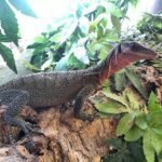 Baby Peach Throat Monitor-Baby-Peach-Throat-Monitor.jpeg