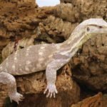 Baby Salvator Water Monitors (USA Captive Bred)-Baby-Salvator-Water-Monitors-USA-Captive-Bred.jpg