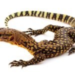 Baby Yellow Quince Monitor-Baby-Yellow-Quince-Monitor.jpeg