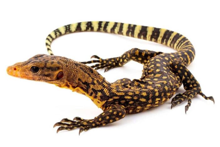 Baby Yellow Quince Monitor-Baby-Yellow-Quince-Monitor.jpeg