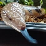 Blue Tongue Skink-Blue-Tongue-Skink.jpeg