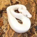 Blue eyed leucistic ball python-Blue-eyed-leucistic-ball-python.jpeg