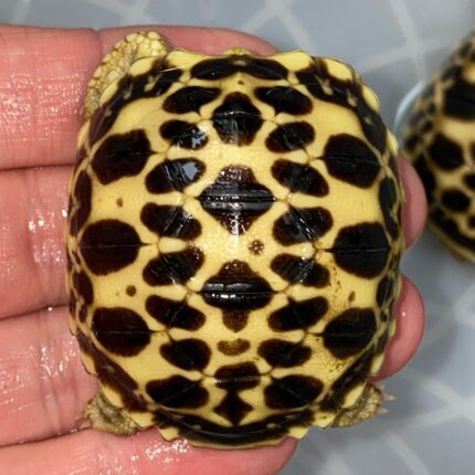 Burmese Star Tortoise-Burmese-Star-Tortoise.jpeg