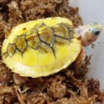Caramel Albino Slider Turtle-Caramel-Albino-Slider-Turtle.jpeg