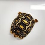 Caramel leopard tortoise-Caramel-leopard-tortoise.jpeg