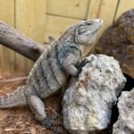 Cayman Brac Iguana-Cayman-Brac-Iguana.jpeg