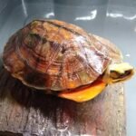 Chinese Golden Coin Turtle-Chinese-Golden-Coin-Turtle.jpeg