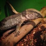 Dumeril’s Monitor-Dumerils-Monitor.jpeg