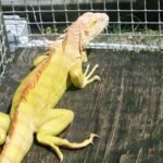 El Sav Albino Iguana-El-Sav-Albino-Iguana.jpg
