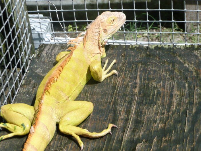 El Sav Albino Iguana-El-Sav-Albino-Iguana.jpg