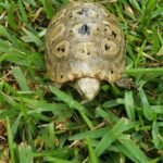 Elongated Tortoise-Elongated-Tortoise.jpeg