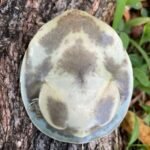 Senegal Flap Shell Turtle for sale (Cyclanorbis senegalensis)