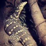 Female Guru Water Monitor-Female-Guru-Water-Monitor.jpeg