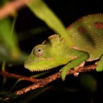 Giant Malagasy-Giant-Malagasy.jpg