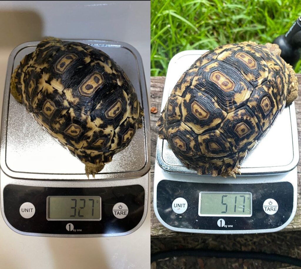 Giant South African leopard tortoise hybrid, Very unique and amazing