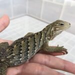 Grand Cayman Blue Iguana-Grand-Cayman-Blue-Iguana.jpeg