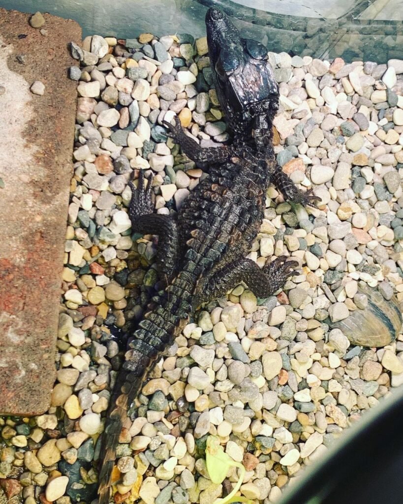 Hatchling Dwarf Caiman-Hatchling-Dwarf-Caiman.jpeg