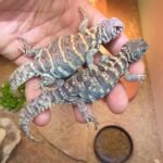 Hatchling Saharan Red Uromastyx-Hatchling-Saharan-Red-Uromastyx.jpeg