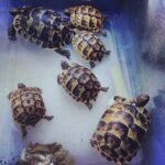 Ibera Greek tortoise-Ibera-Greek-tortoise.jpeg