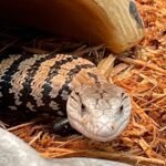 Indonesian Blue-tongued skinks-Indonesian-Blue-tongued-skinks.jpeg