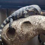 Juvenile South African White Throat Monitor-Juvenile-South-African-White-Throat-Monitor.jpeg