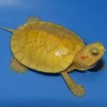 Lemon Albino Red Ear Slider -Lemon-Albino-Red-Ear-Slider.jpg