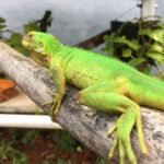 Lesser Antillean Iguana-Lesser-Antillean-Iguana.jpeg