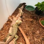 Lewisi Hybrid Iguana-Lewisi-Hybrid-Iguana.jpeg