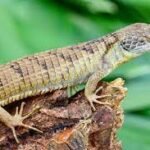 Long’s Tree Dragon-Longs-Tree-Dragon.jpg