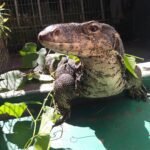 Male Cumming’s Water Monitor-Male-Cummings-Water-Monitor.jpeg