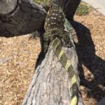 Male Ornate Nile Monitor-Male-Ornate-Nile-Monitor.jpeg
