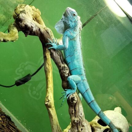 Miami Blue Iguana-Miami-Blue-Iguana.jpeg
