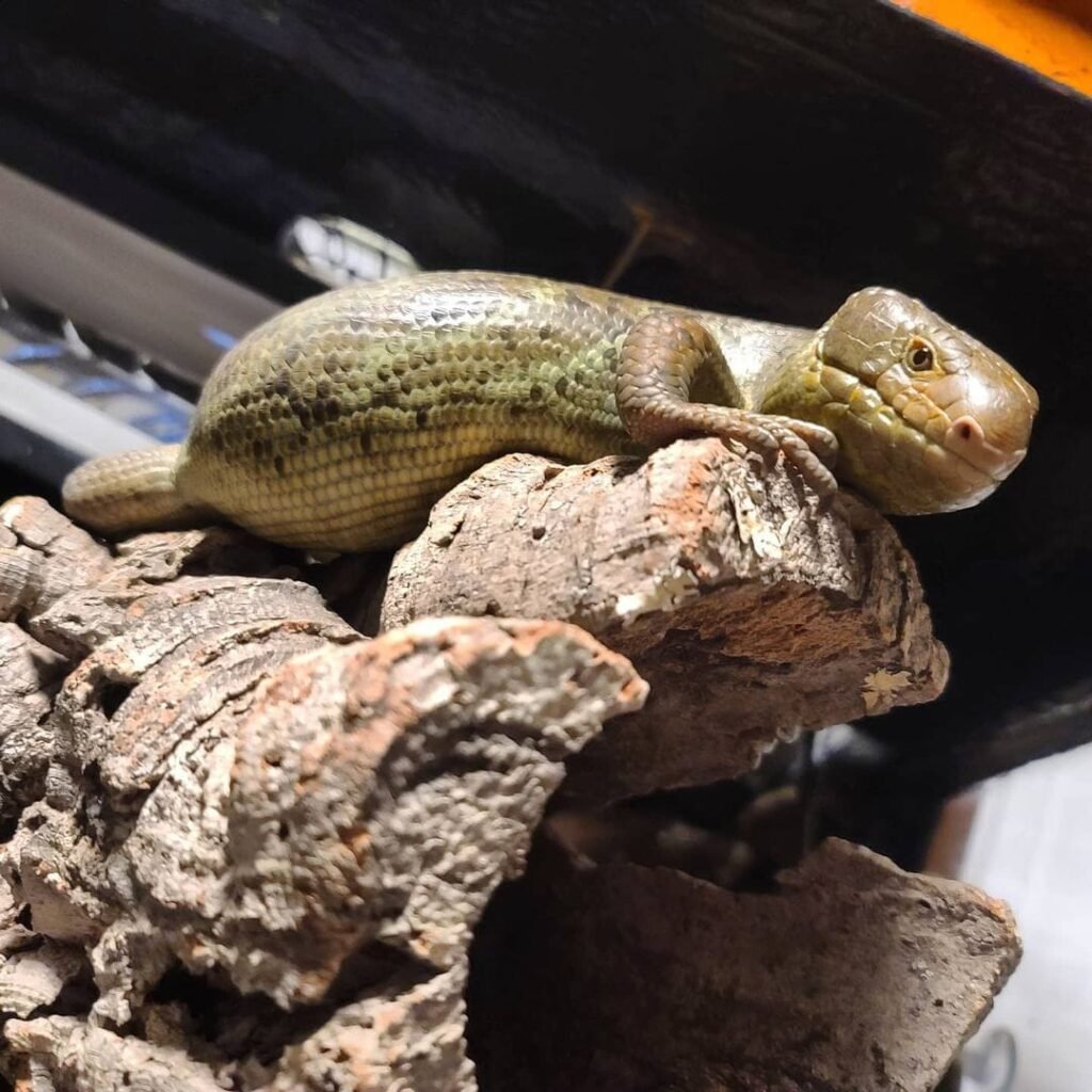 Monkey Tail Skink-Monkey-Tail-Skink.jpeg
