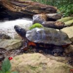 North American Wood Turtle-North-American-Wood-Turtle-1.jpeg