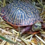 Ornate Box Turtle-Ornate-Box-Turtle.jpeg